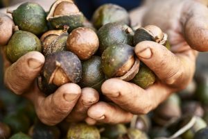 How to get nuts from your macadamia tree