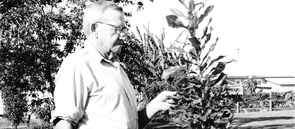 Macadamia enthusiast Norm Greber pioneered the grafting techniques that enabled the development of our commercial industry