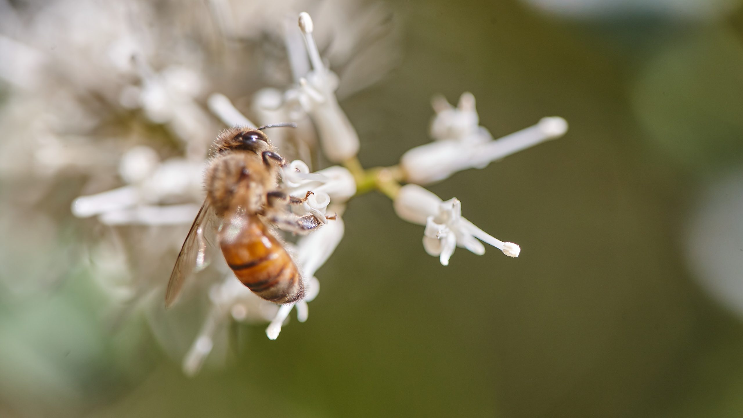 Bee pollinating macadamia flower on tree