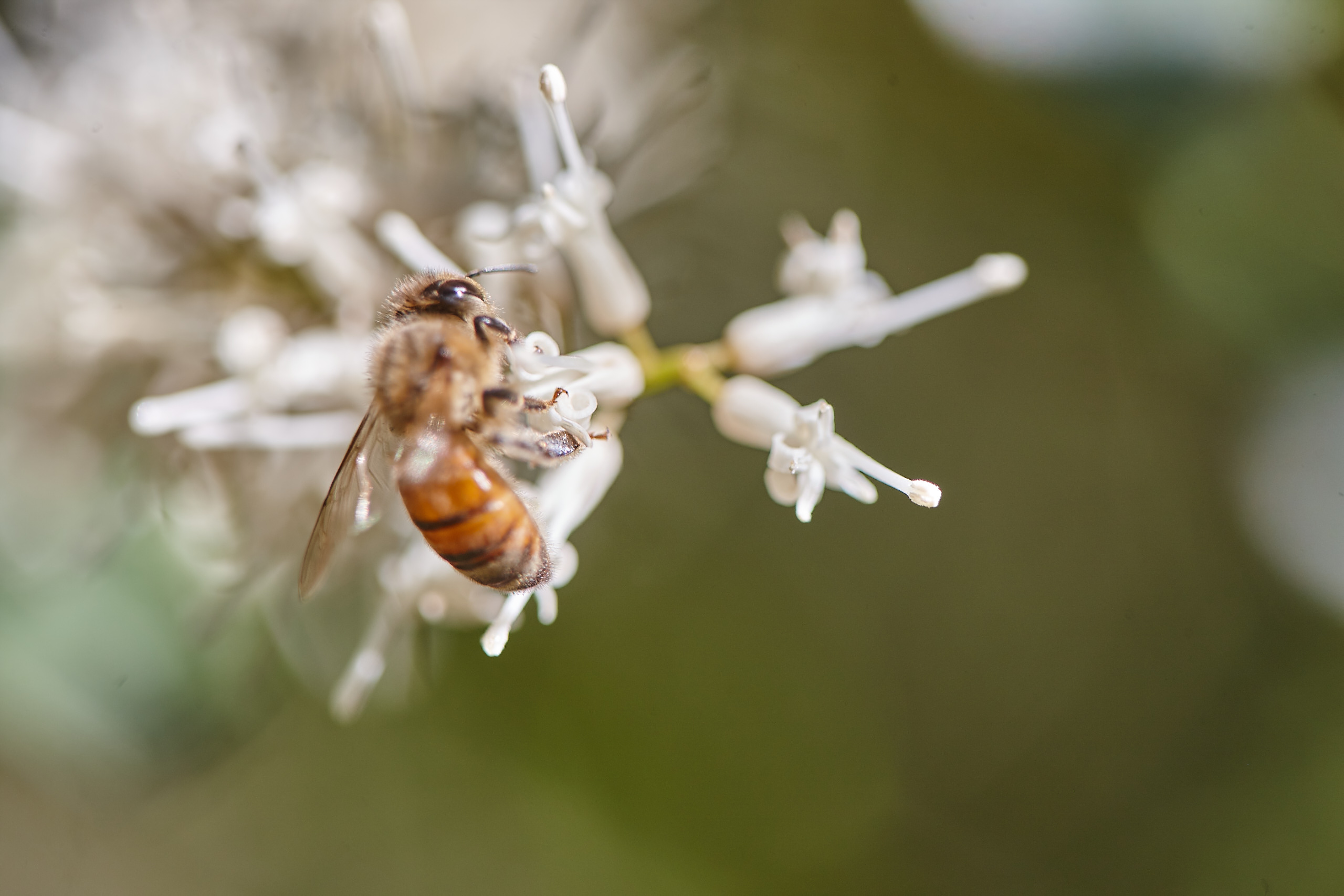 Macadamia flower with bee