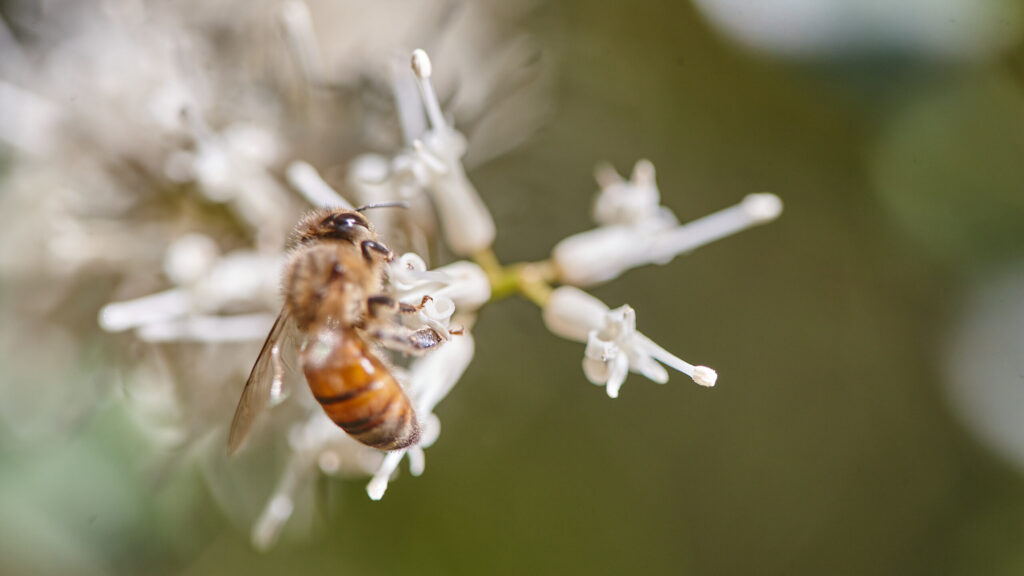 Bee on macadamia blossom