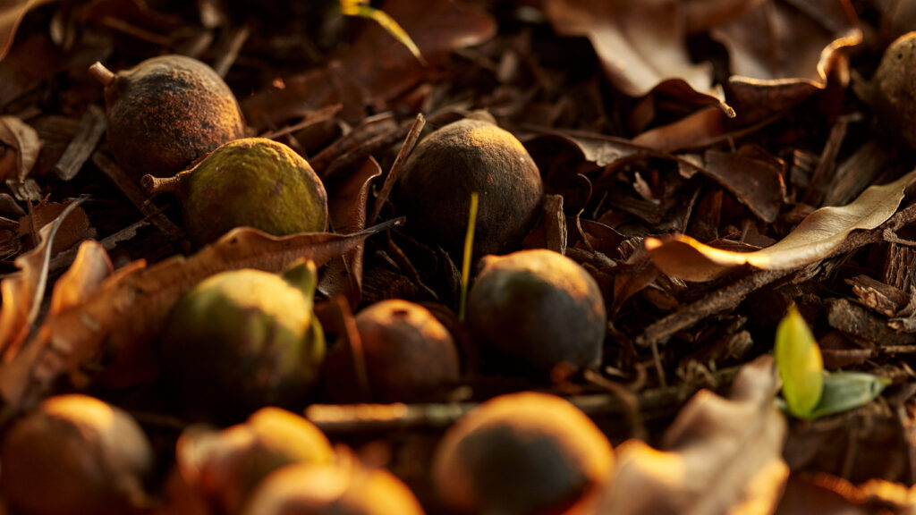 Macadamia nuts fall to the ground when ripe and are then harvested