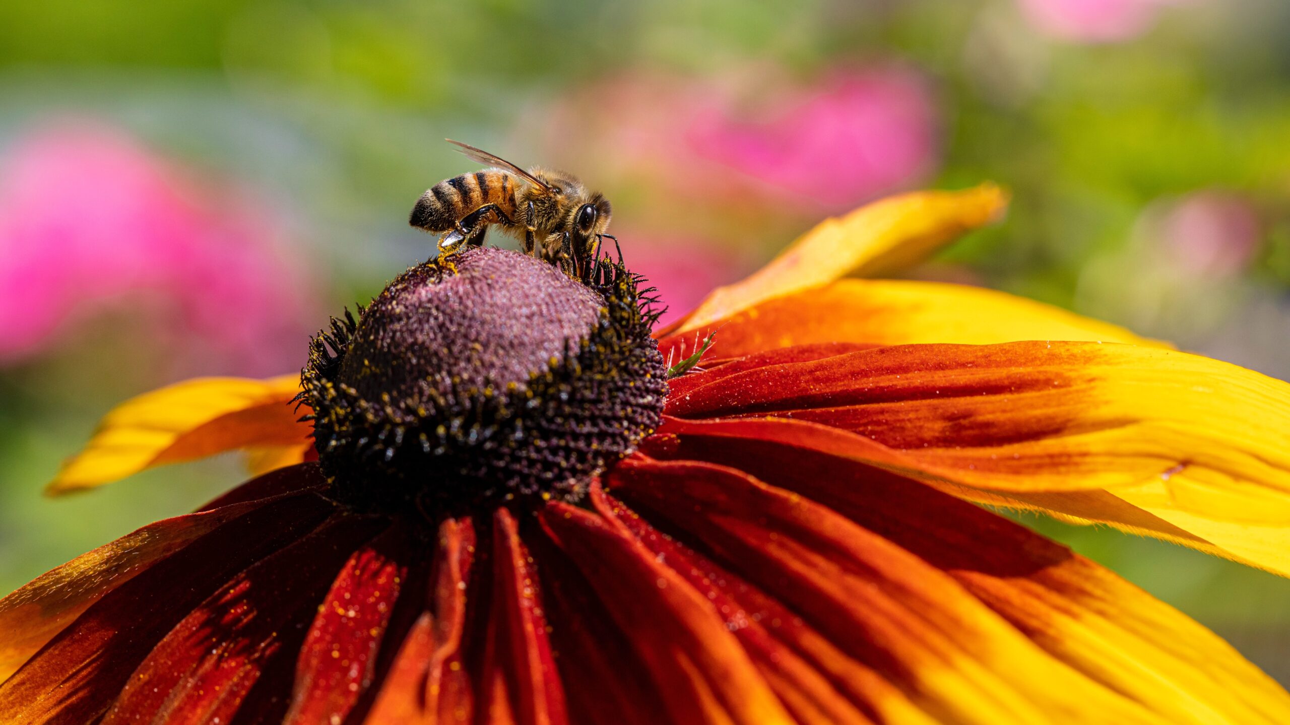 Bee on colourful flower. Photo Erik Karits via Unsplashed.