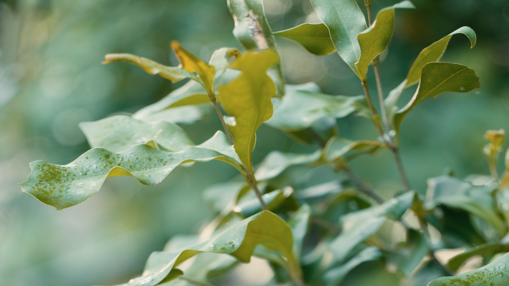 The leaves of Macadamia integrifolia