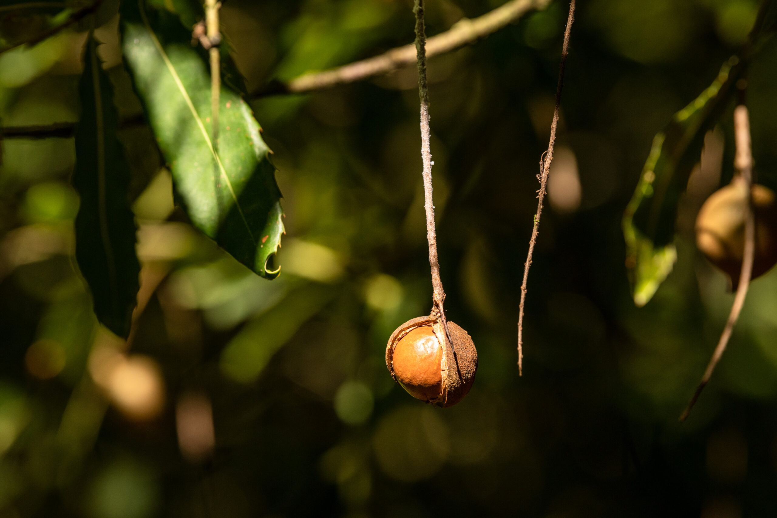 Macadamia nut hanging on tree in Australia