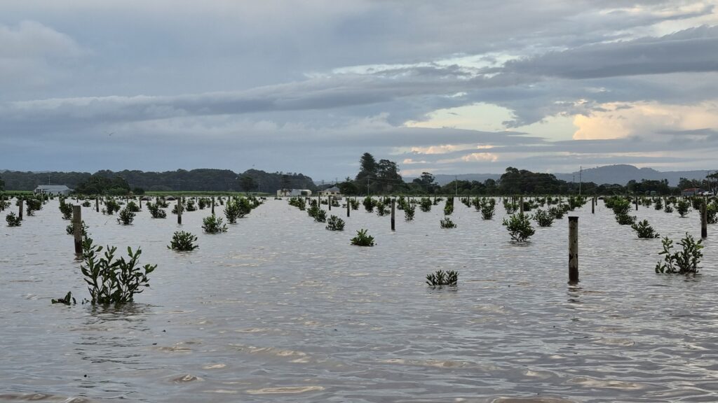 Flooded macadamia trees near Yamba 2022