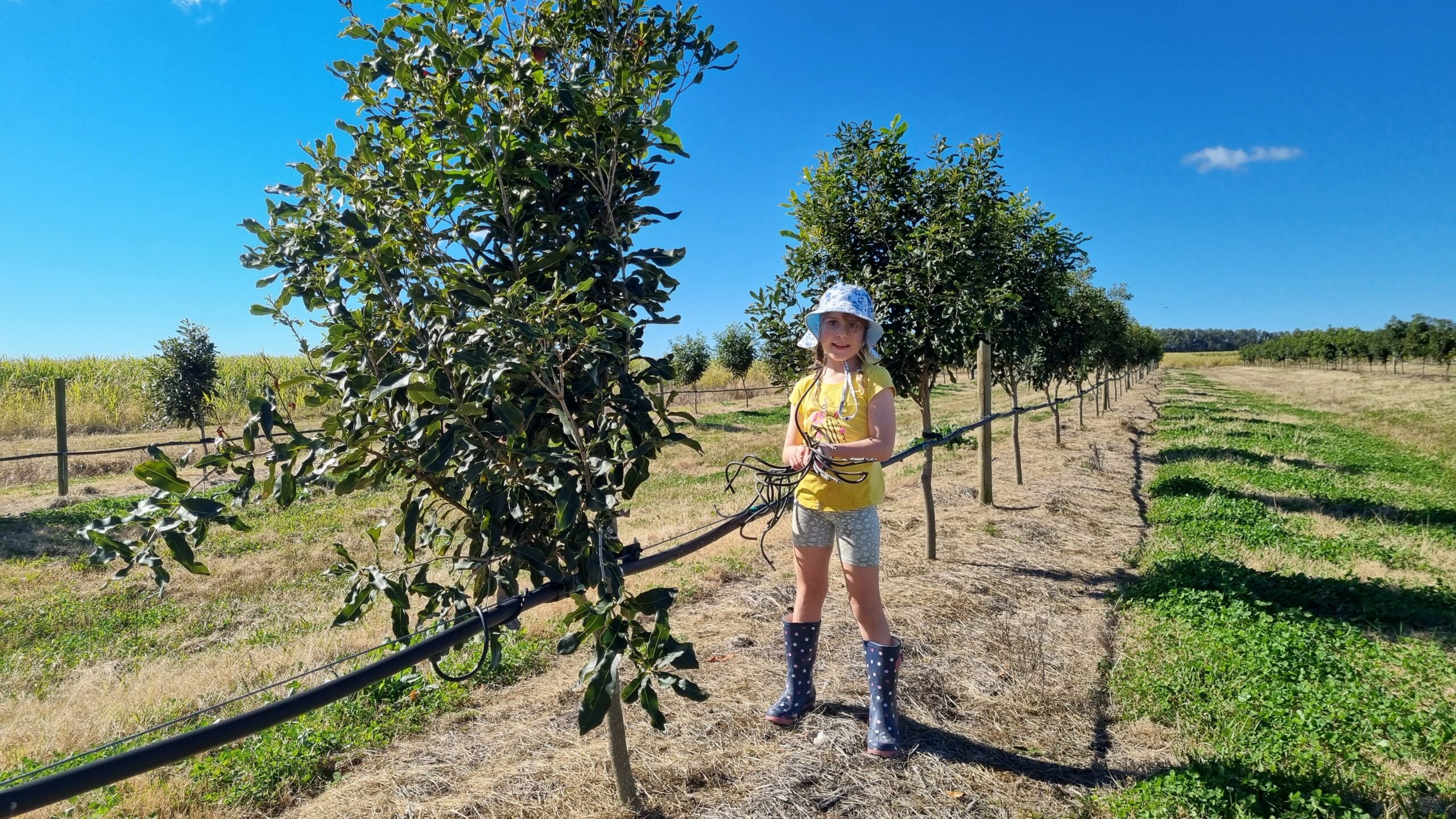 Growing macadamia nuts Glen and Ally Uebergang 