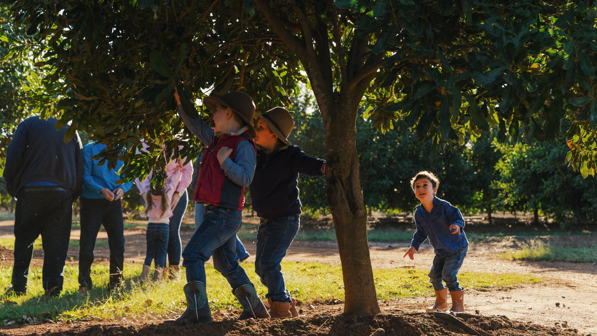 Family life in the macadamia orchard.