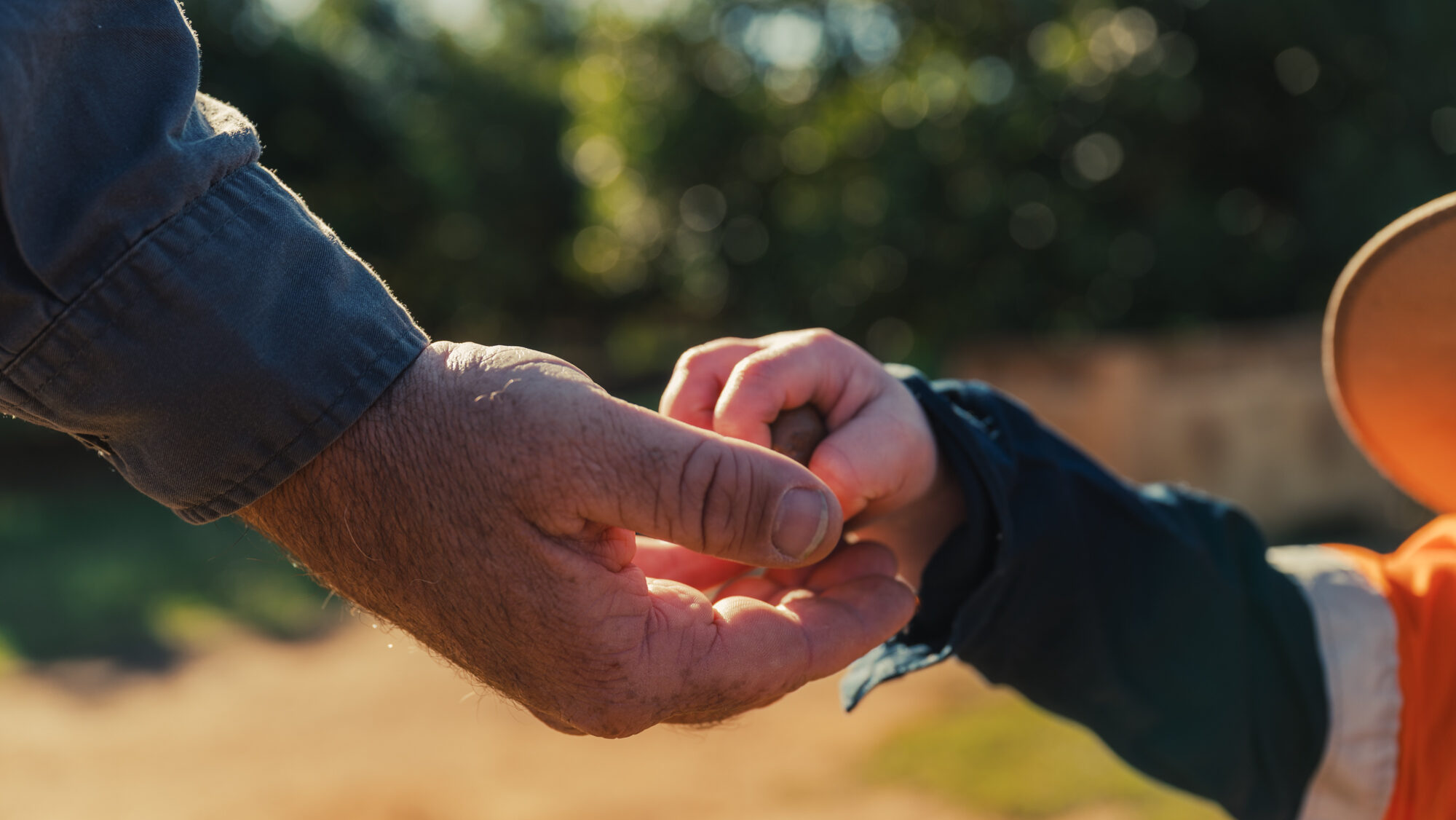 Nielson Family - Macadamia Growers QLD