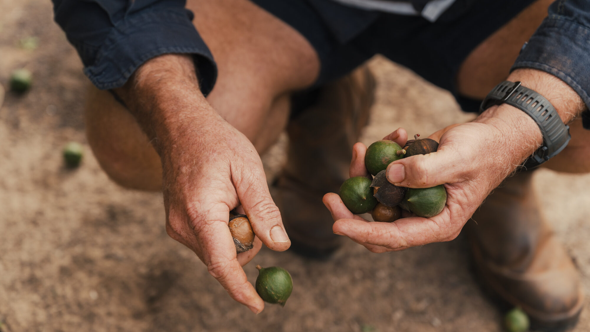 At home, bowls of roasted macadamias often sit on the kitchen table.