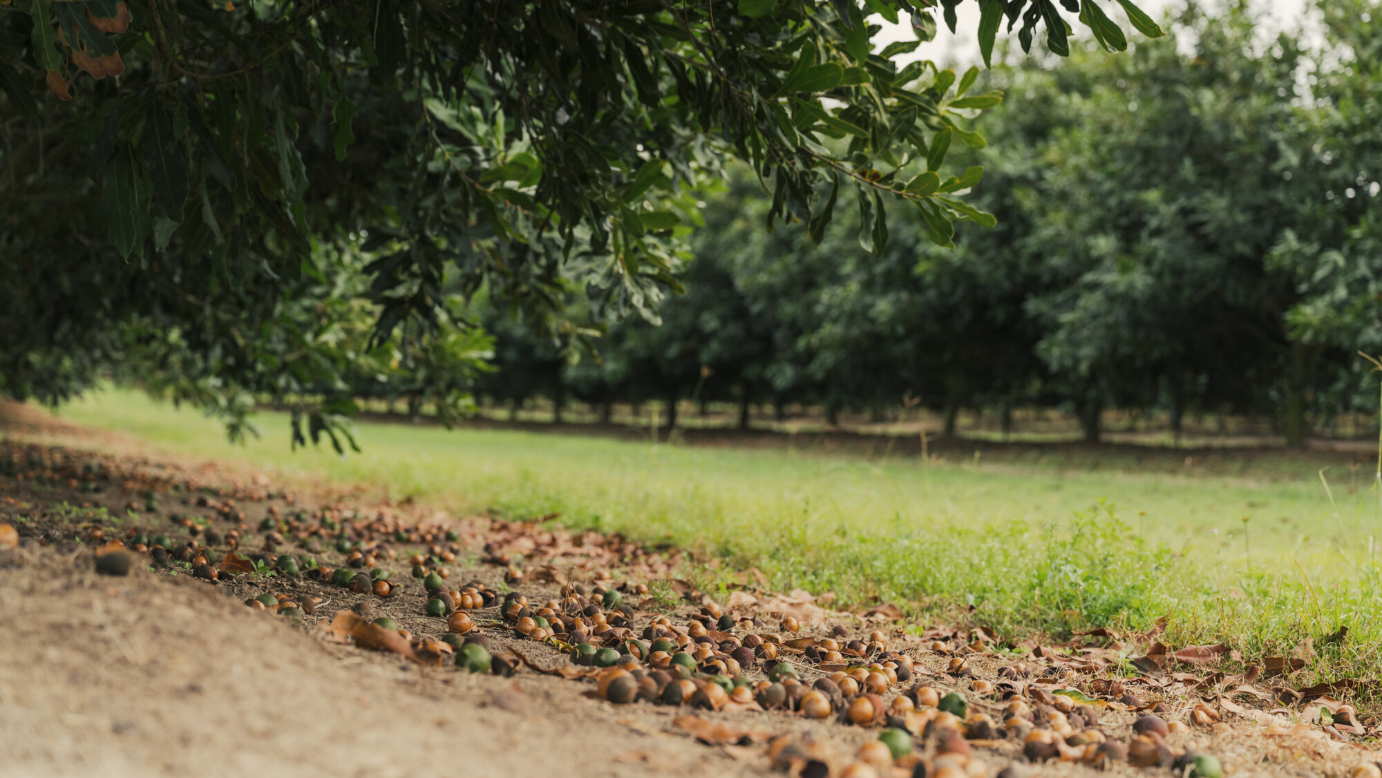 The Anderson's macadamia orchard QLD.