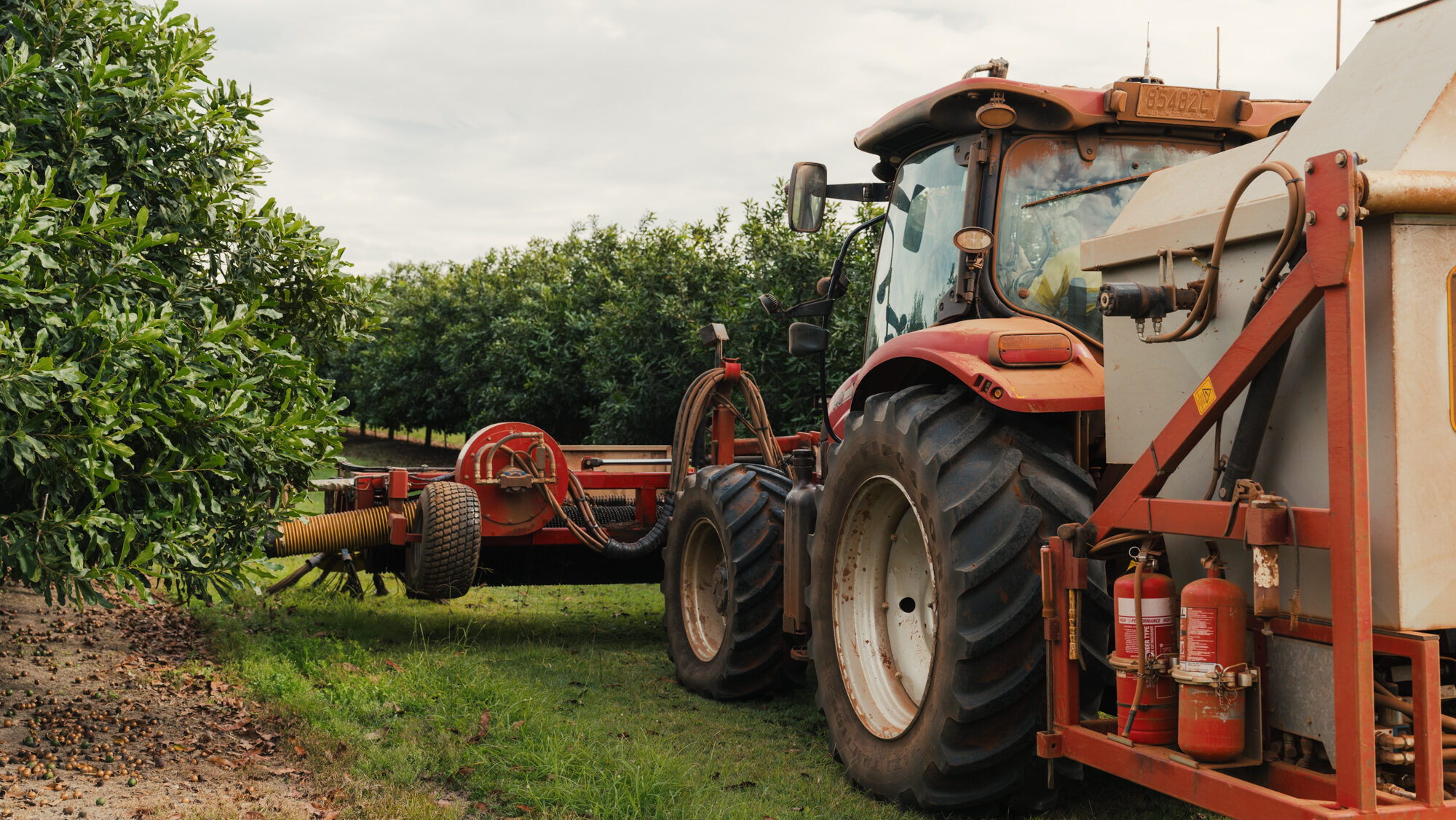 Ready for harvest on the Anderson's macadamia orchard