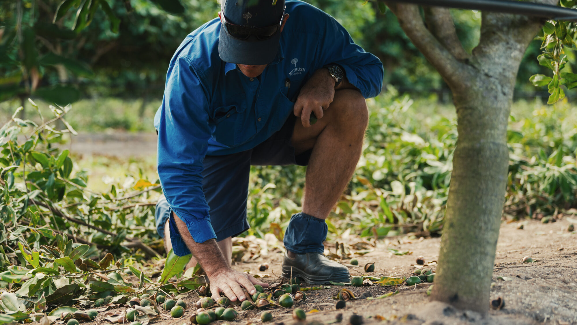 Macadamia grower Michael McMahon