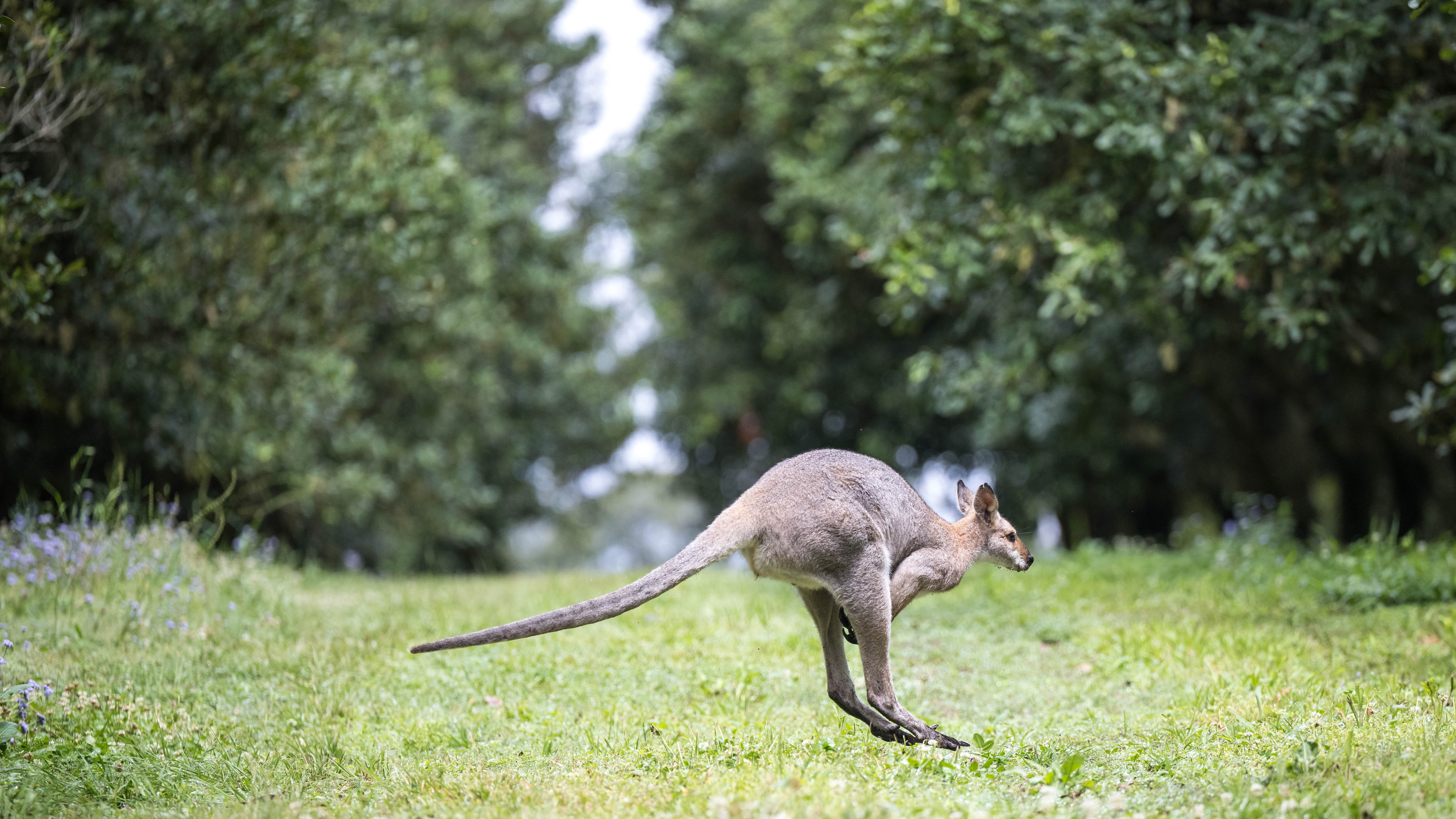 Kangaroo in the macadamia orchard