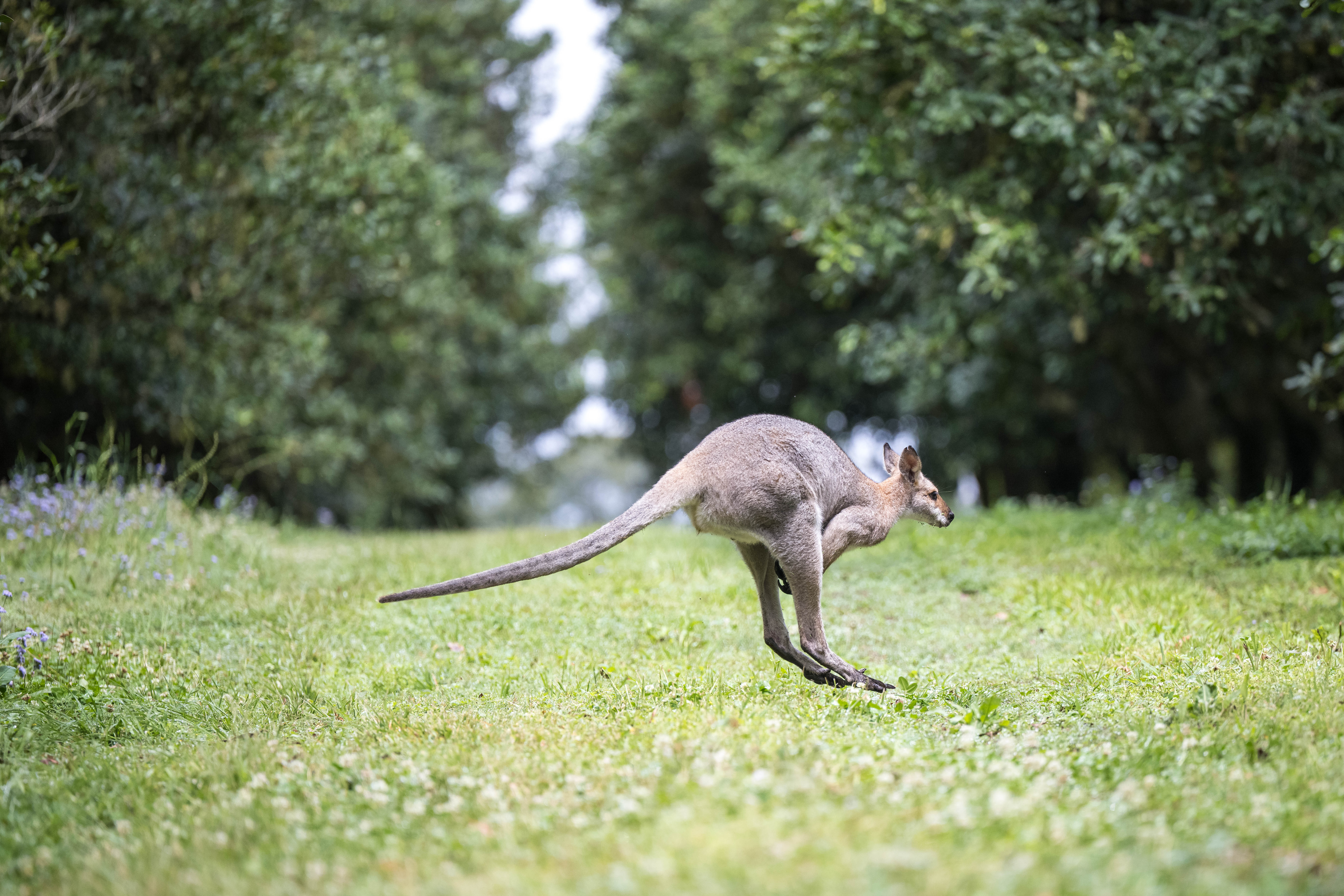 Kangaroo in the macadamia orchard