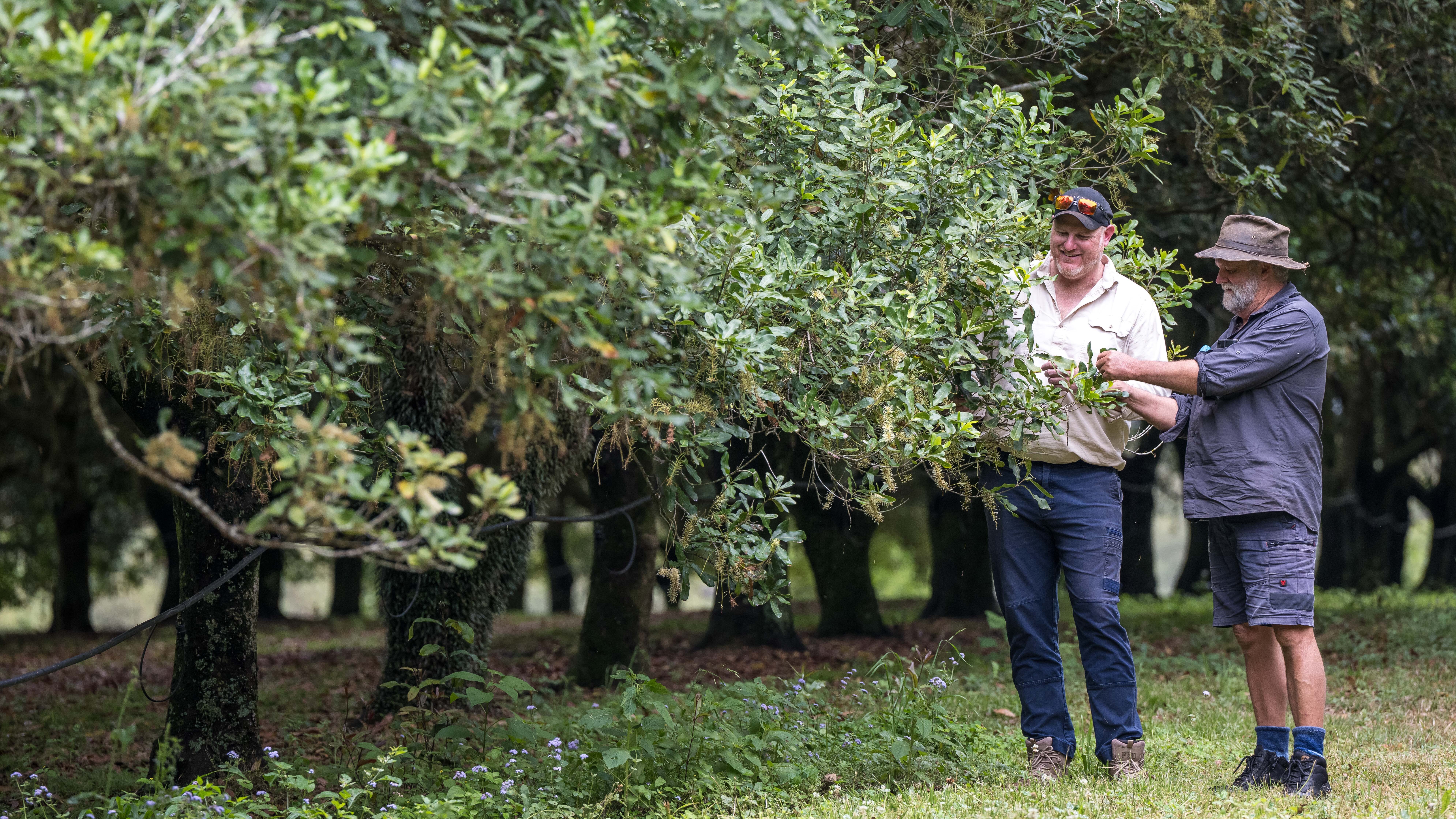 This award-winning macadamia farm blends experience, nature, and innovation in Queensland’s hinterland.