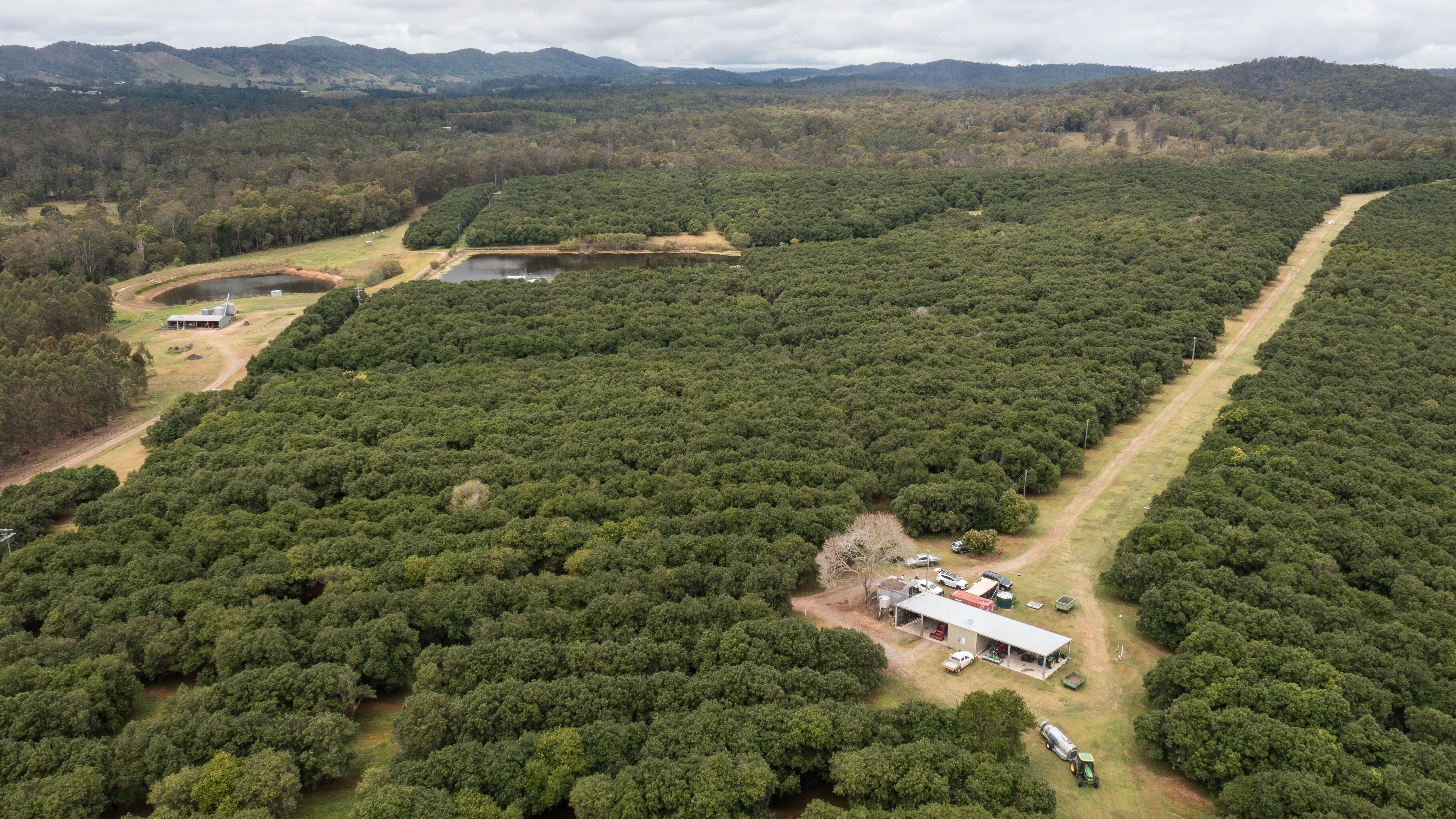 Benworth macadamia orchard Gympie QLD
