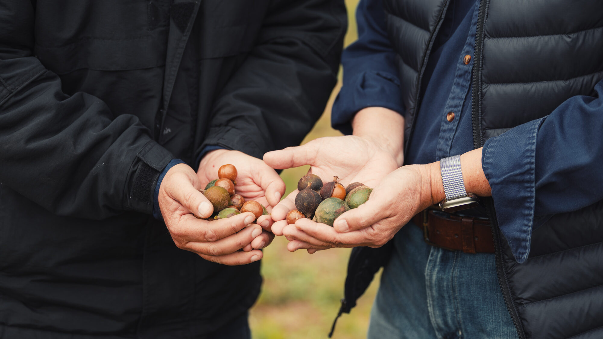 Growing macadamia nuts in Bundaberg, Australia.