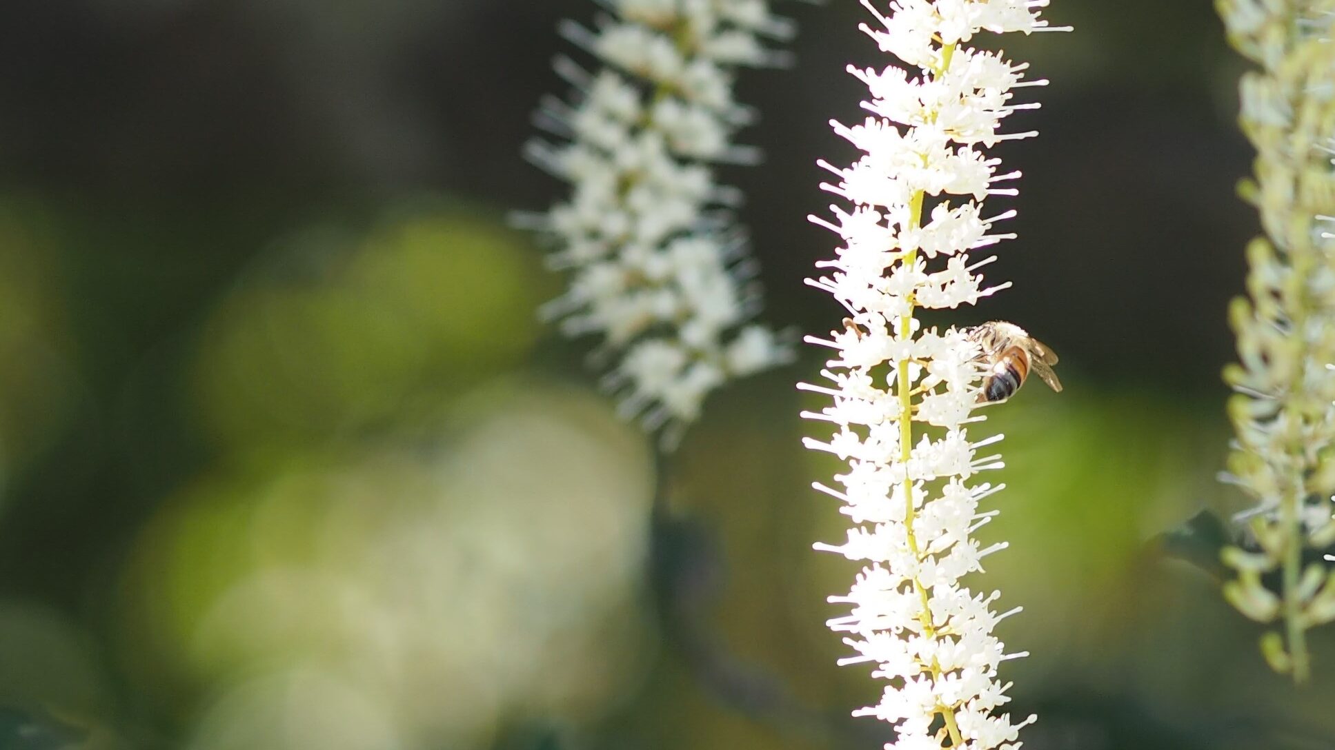 Macadamia blossom, bees love macadamia flowers