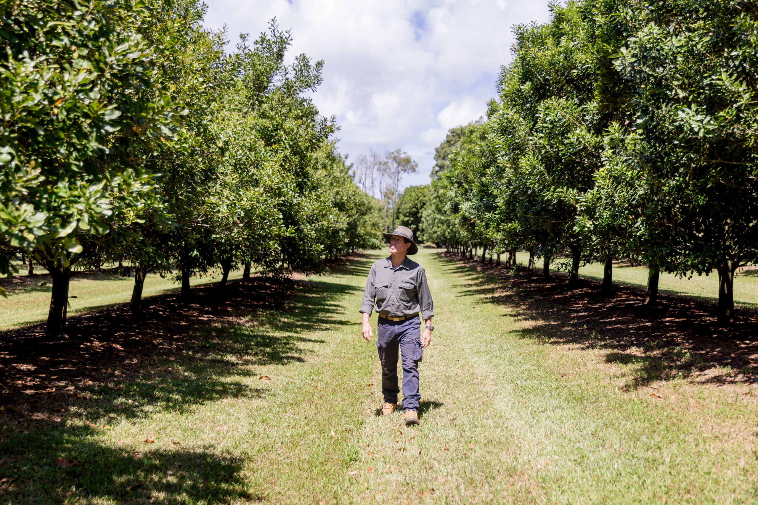 Australian macadamia farmer paul Chapman